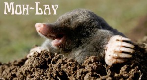 It's Mole Day, Olay